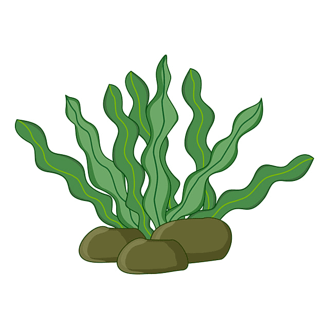 Free Seaweed Clipart Images