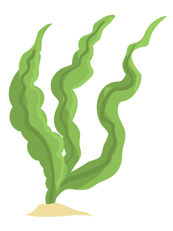 Free Seaweed Clipart Picture