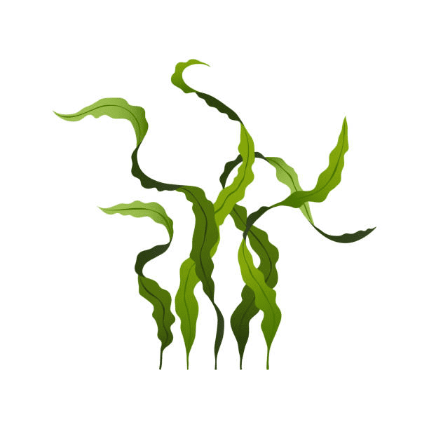 Free Seaweed Clipart Png