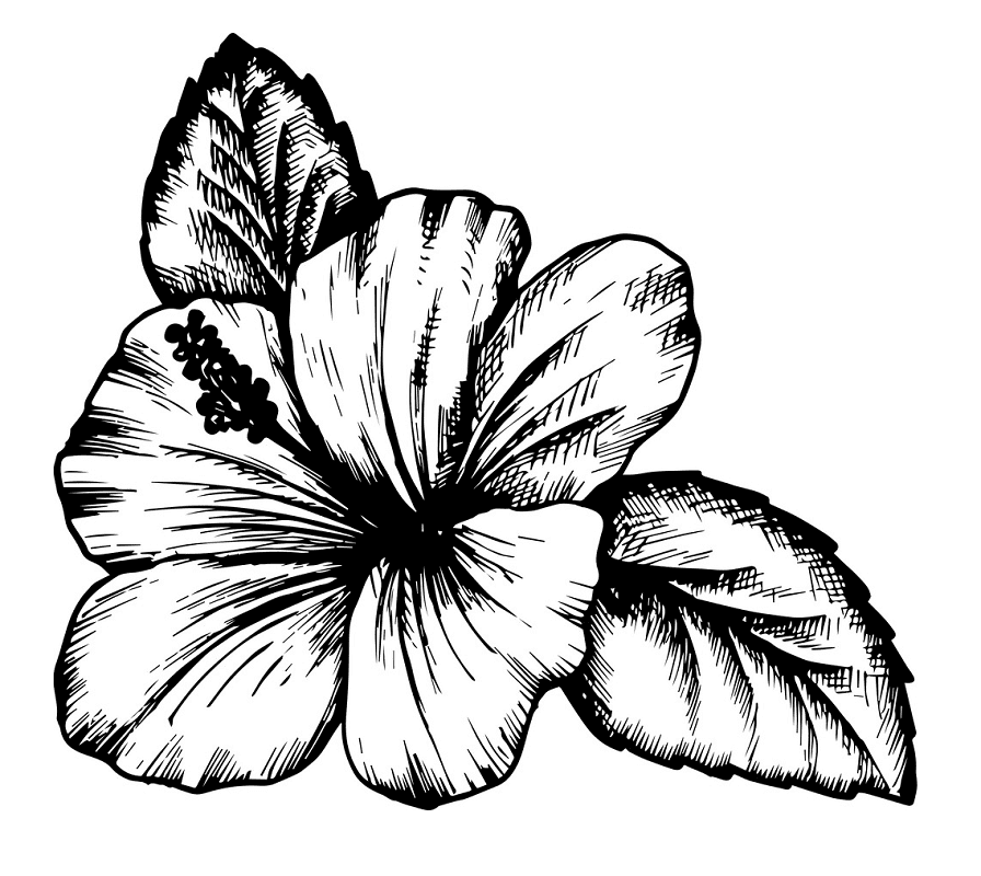 Hibiscus Clipart Black and White