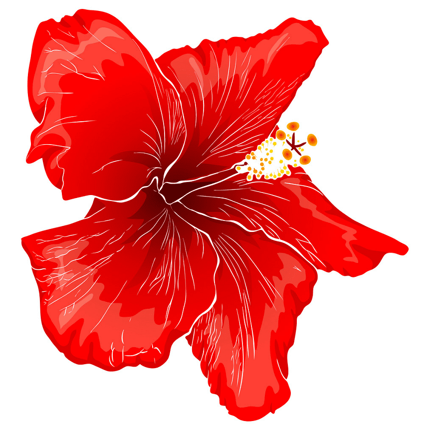 Hibiscus Clipart Free Picture