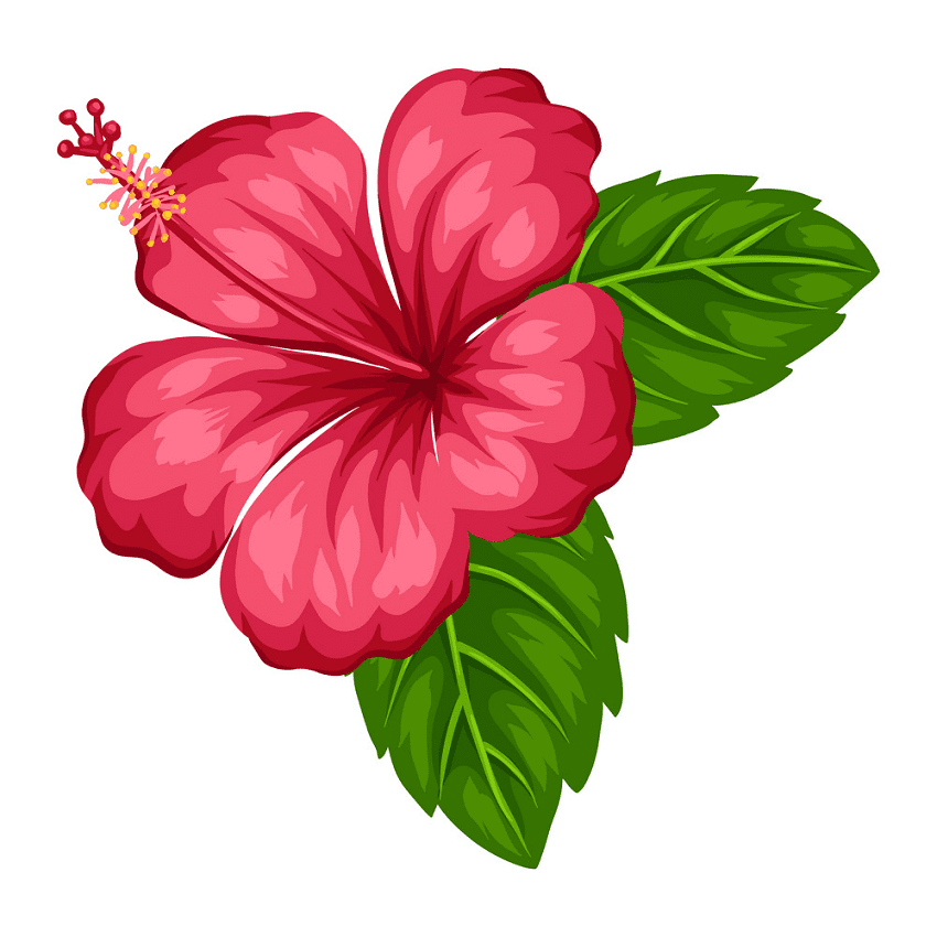 Hibiscus Clipart Png Download