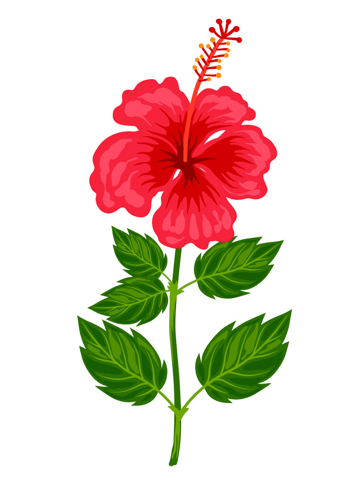 Hibiscus Clipart Png Images