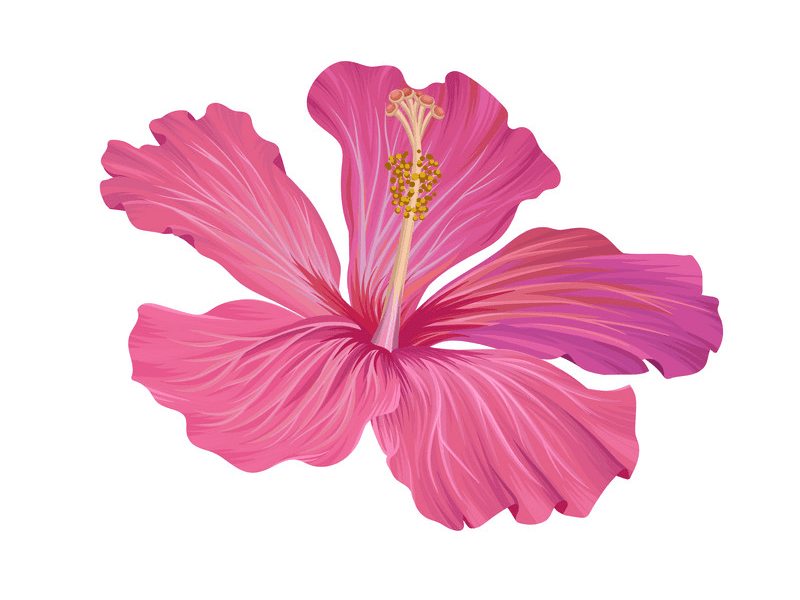 Hibiscus Clipart Png Picture
