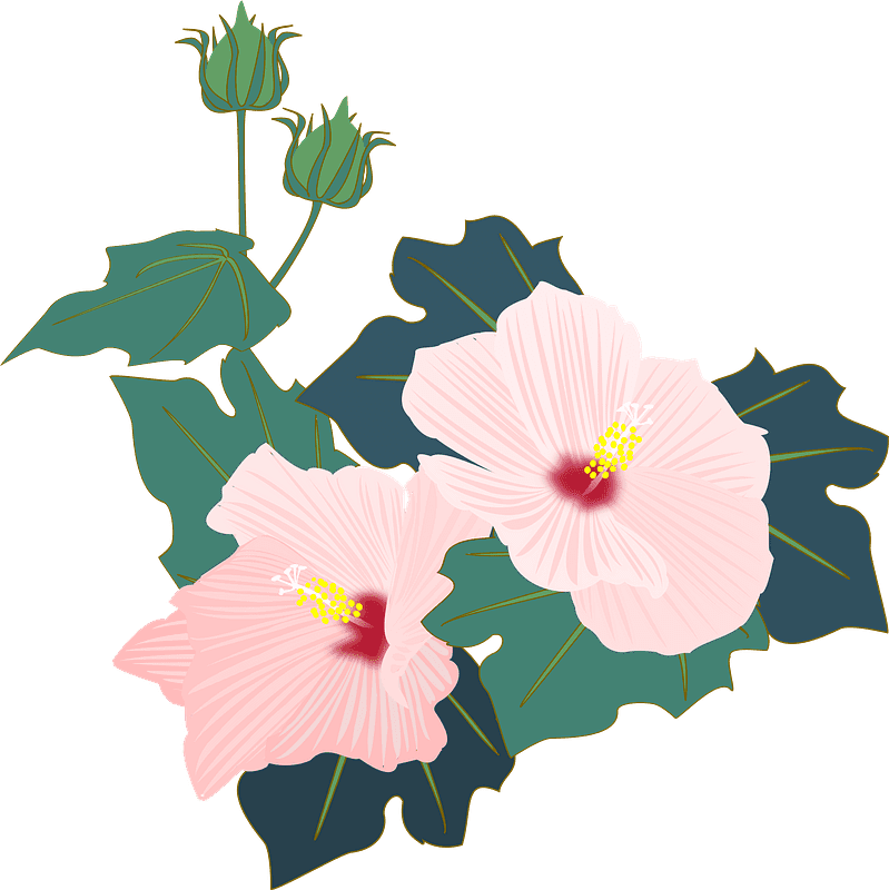 Hibiscus Clipart Transparent Image