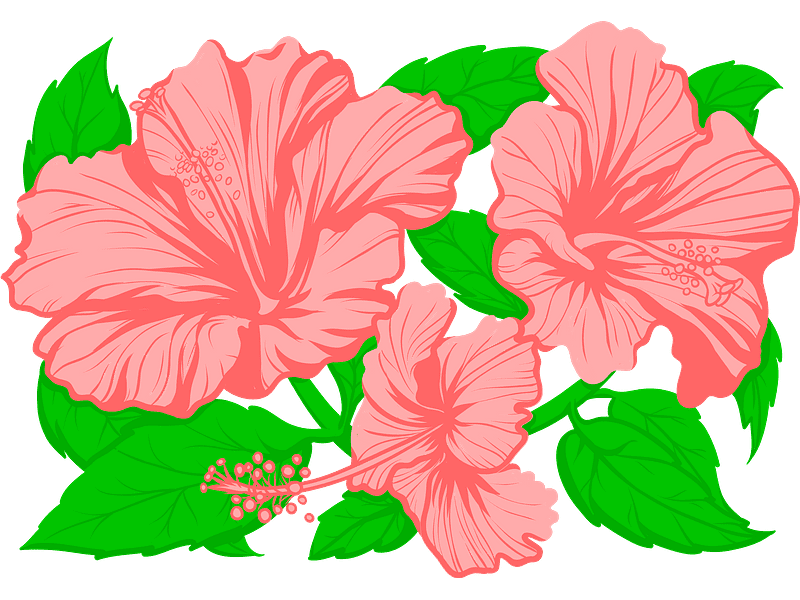 Hibiscus Clipart Transparent