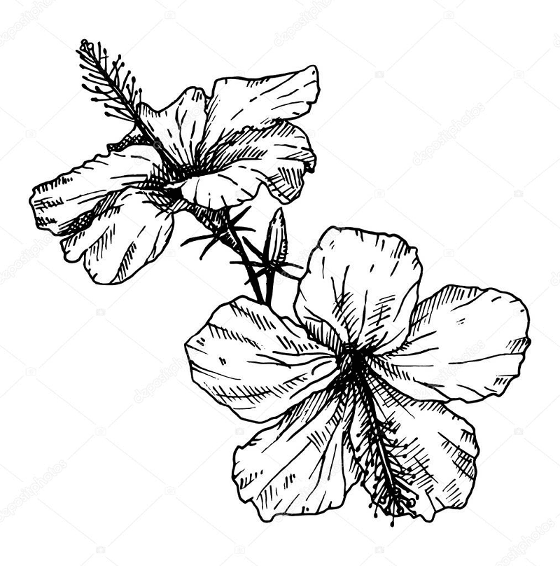 Hibiscus Flower Clipart Black and White
