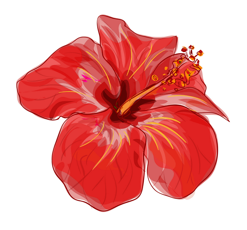 Hibiscus Flower Clipart Picture