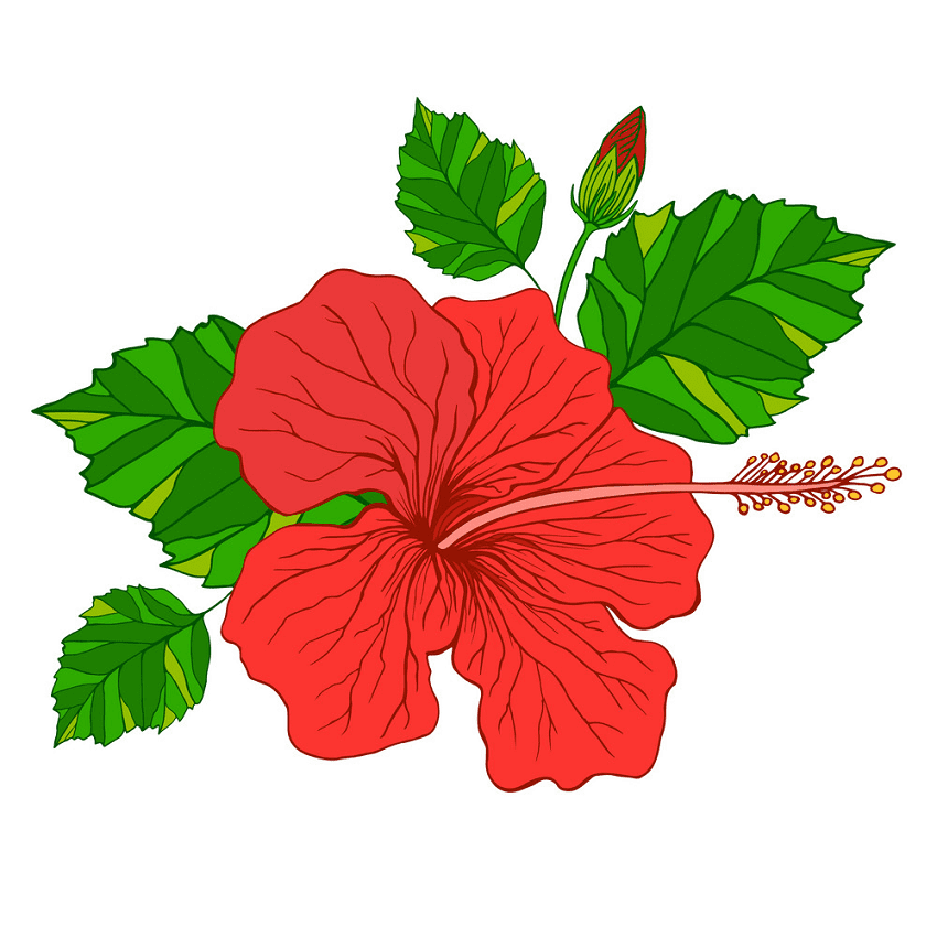 Hibiscus Flower Clipart Pictures