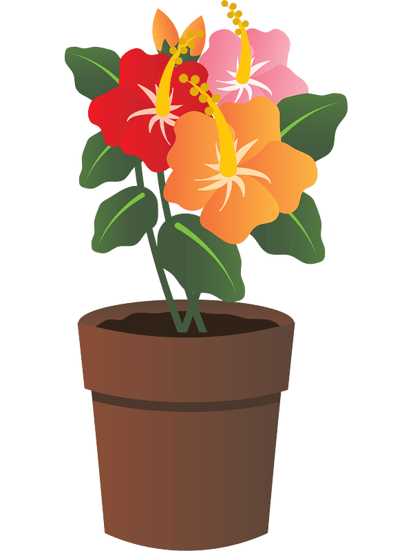 Hibiscus Flower Clipart Transparent Download