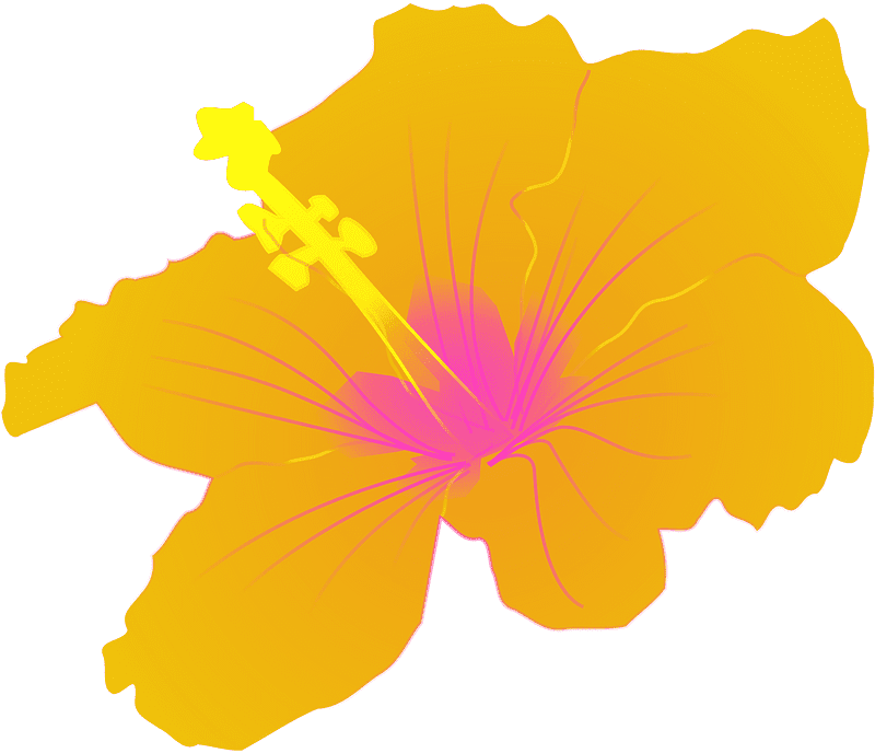 Hibiscus Flower Clipart Transparent Png