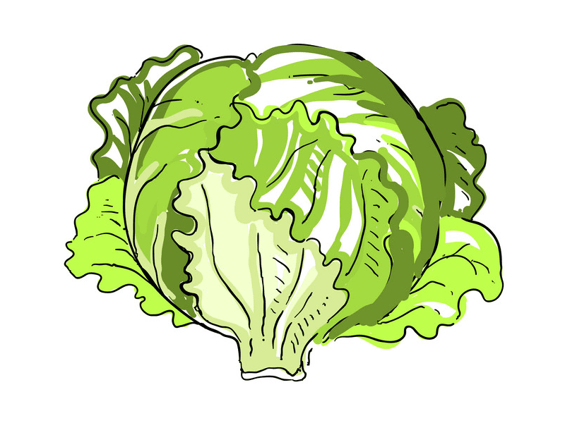 Iceberg Lettuce Clipart