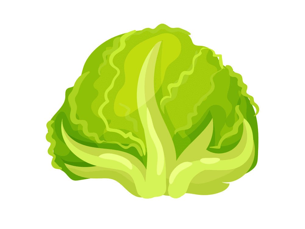Lettuce Clipart Download