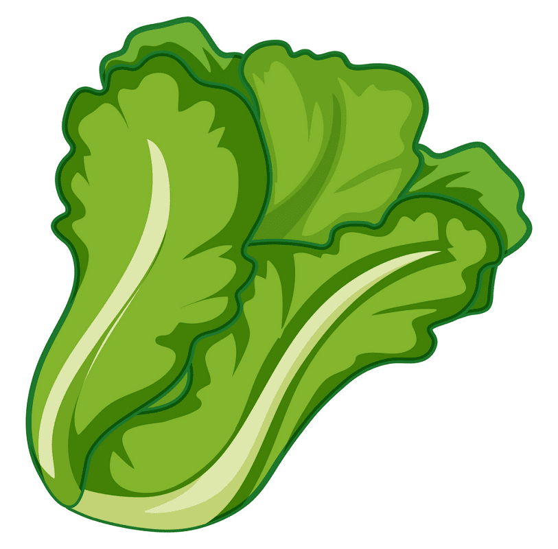 Lettuce Clipart For Free