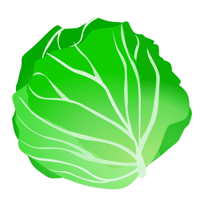 Lettuce Clipart Free Download