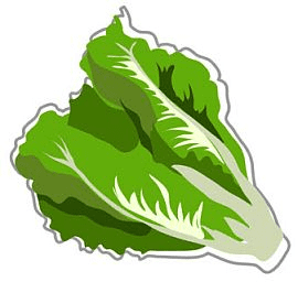 Lettuce Clipart Free Image