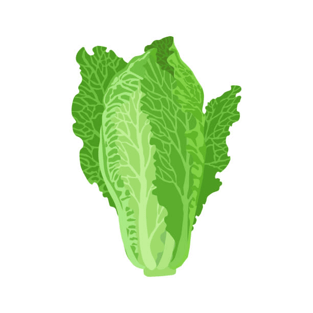Lettuce Clipart Free Photo
