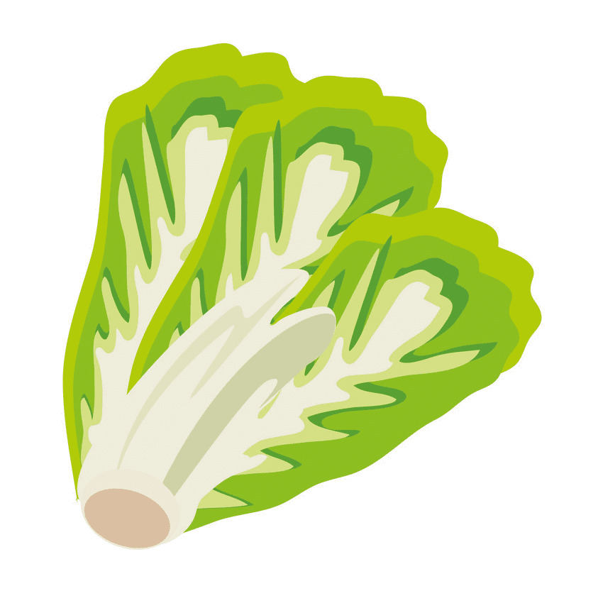 Lettuce Clipart Free Png Image
