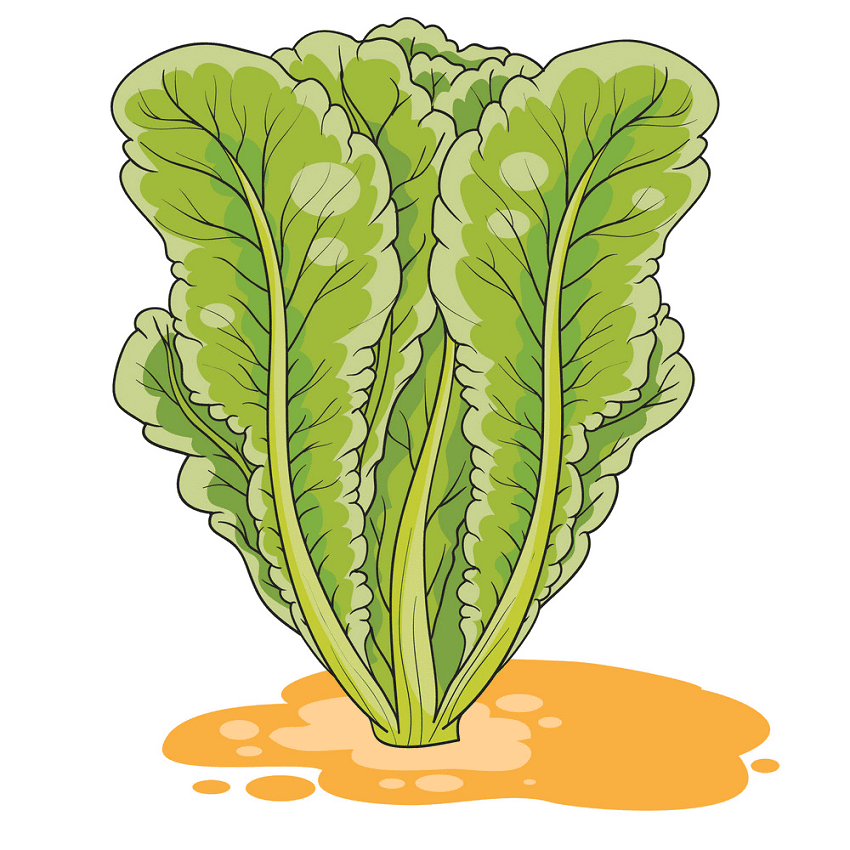 Lettuce Clipart Free Png Images