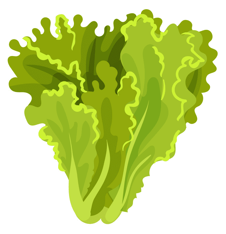 Lettuce Clipart Free