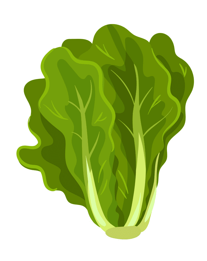 Lettuce Clipart Image