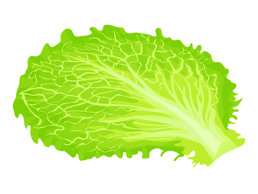 Lettuce Clipart Images