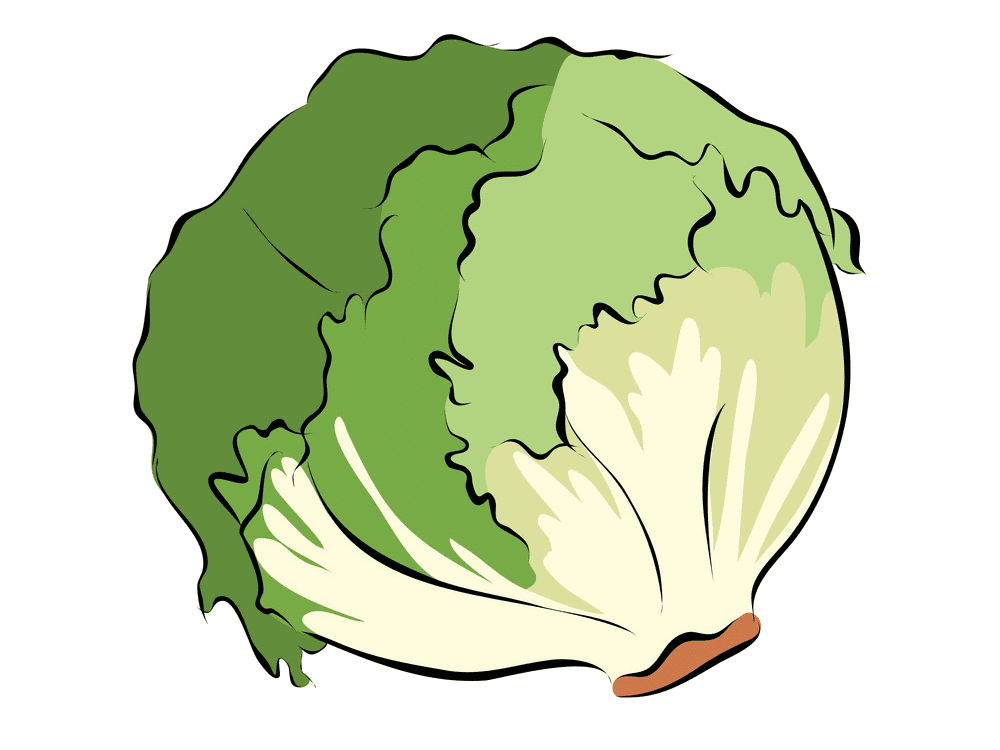 Lettuce Clipart Picture