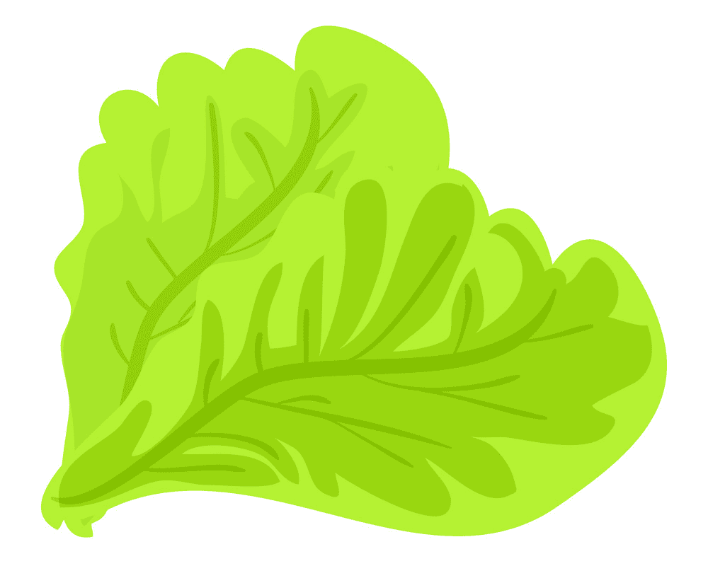 Lettuce Clipart Pictures