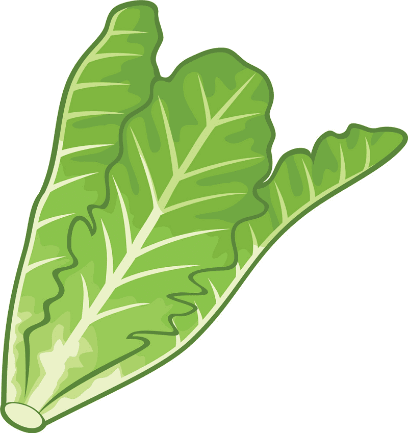 Lettuce Clipart Png Free