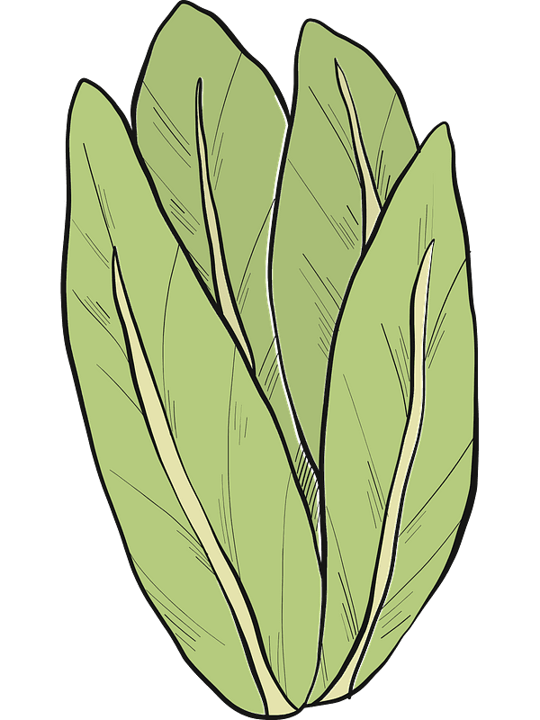 Lettuce Clipart Transparent Png