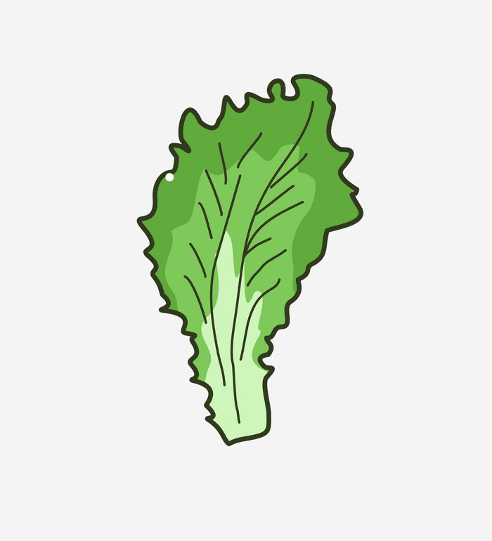 Lettuce Leaf Clipart Free