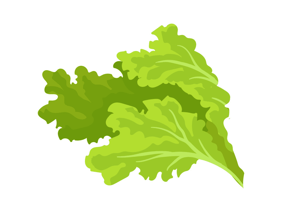 Lettuce Leaf Clipart