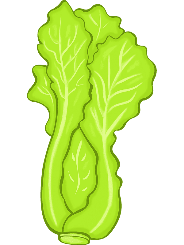 Lettuce Transparent Clipart