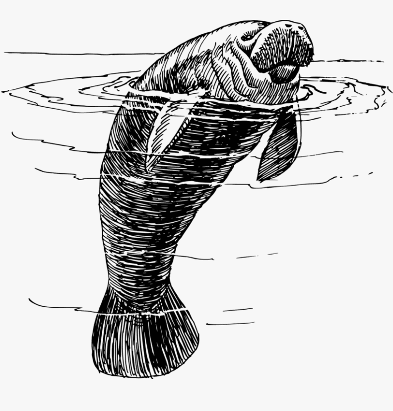 Manatee Black and White Clipart