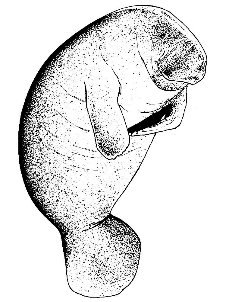 Manatee Clipart Black and White