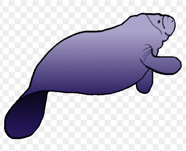 Manatee Clipart Free Picture