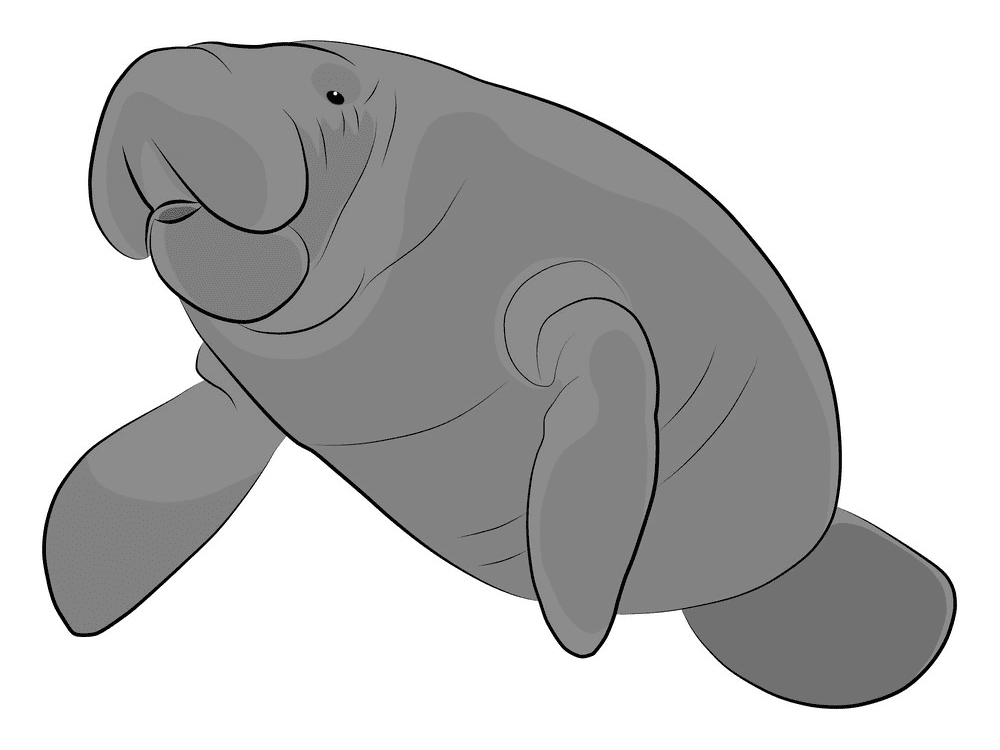 Manatee Clipart Free Pictures