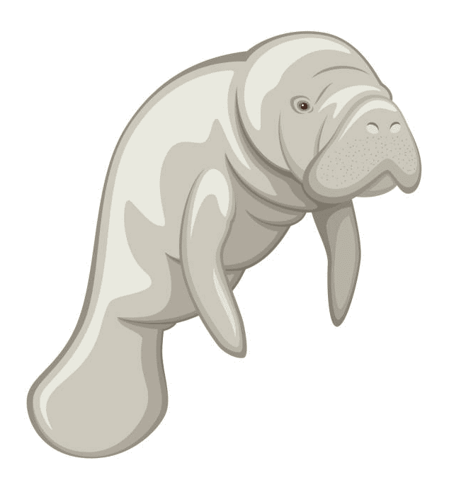 Manatee Clipart Free Png Image