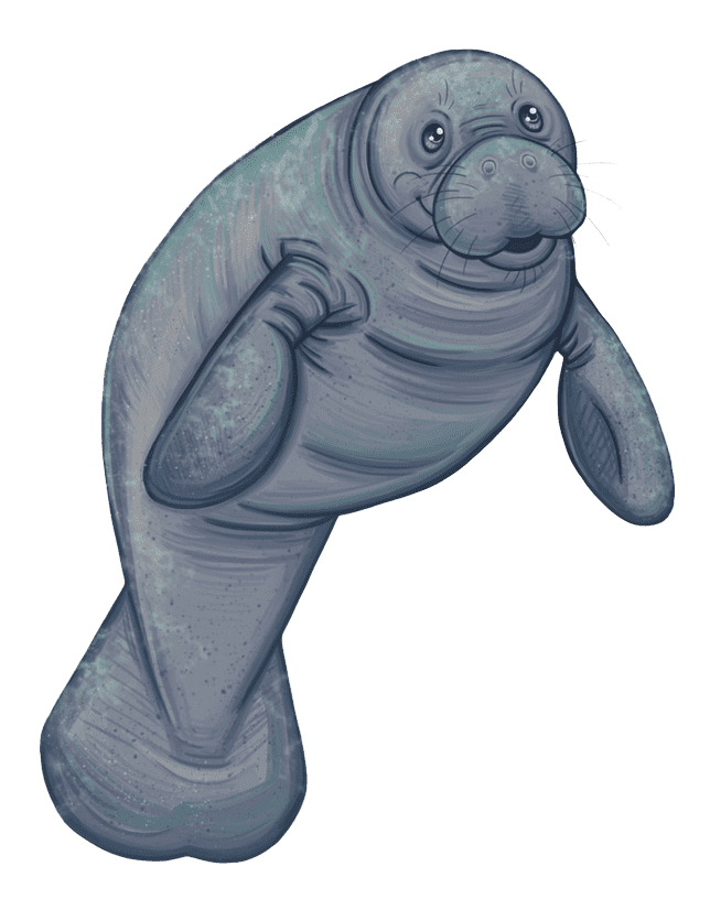 Manatee Clipart Free Png Images