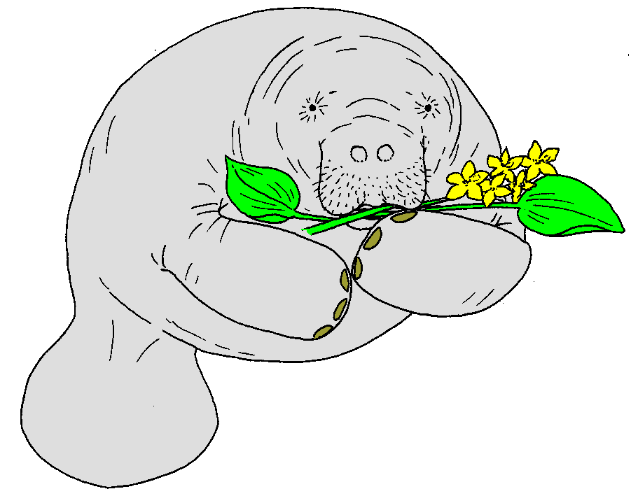 Manatee Clipart Images