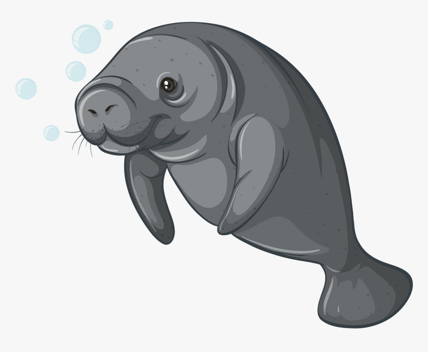 Manatee Clipart Png Images