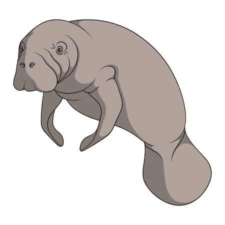 Manatee Clipart Png Photo