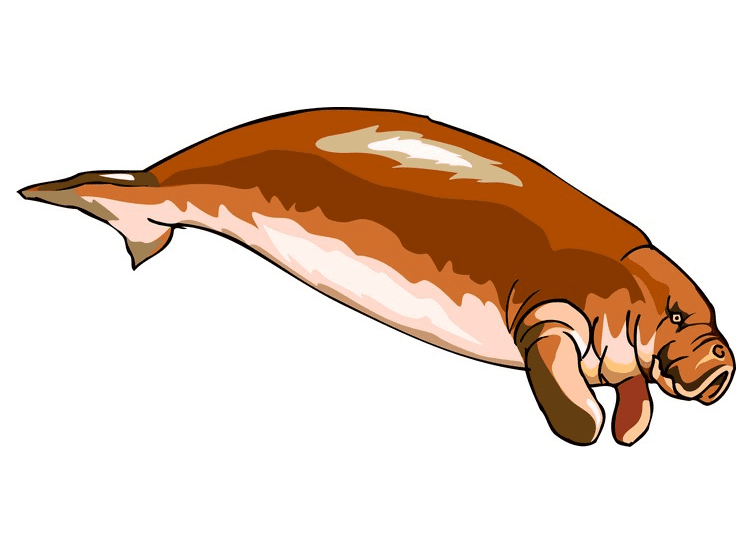Manatee Clipart Png Picture