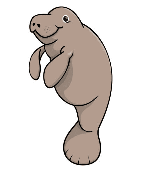 Manatee Clipart Png Pictures