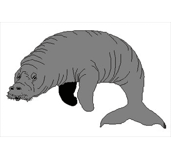Manatee Clipart Png