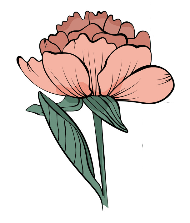 Peony Clipart Download