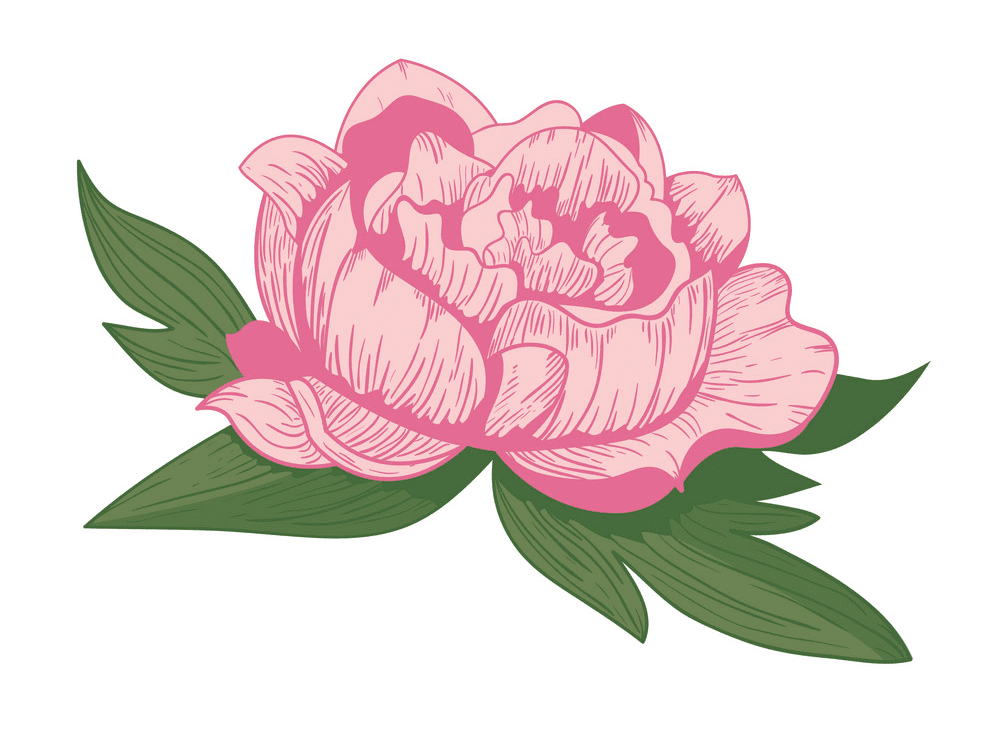 Peony Clipart Free Download