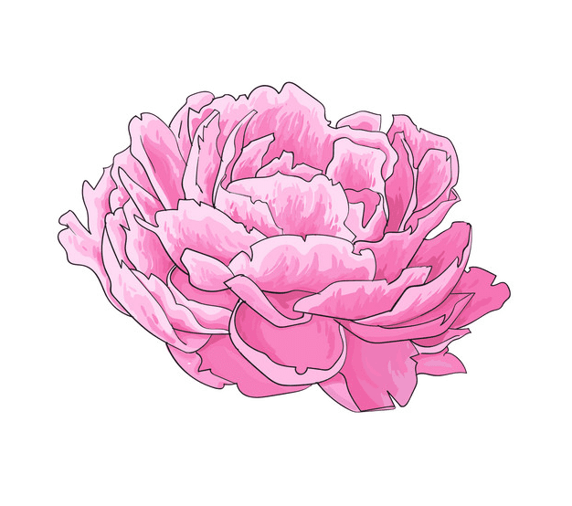 Peony Clipart Images