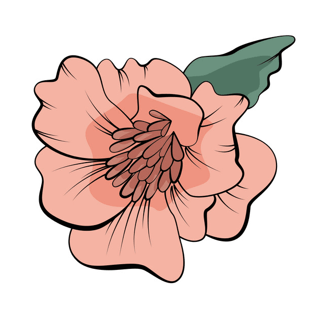 Peony Clipart Picture