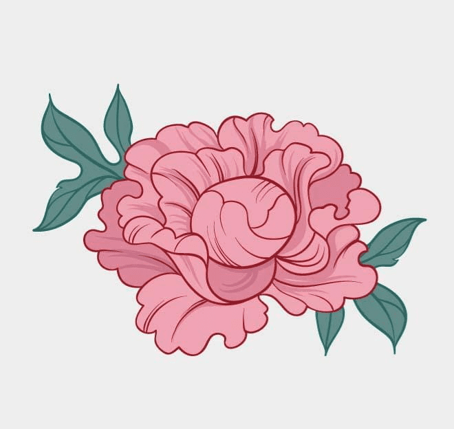 Peony Clipart Pictures